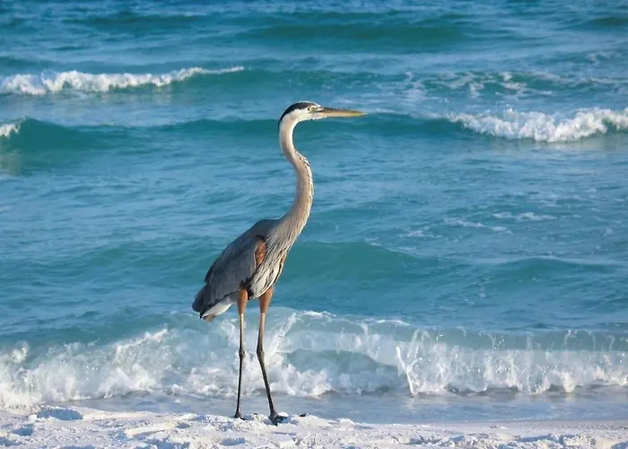 Salty Breeze Retreat - Perdido Sun - 1 Br Pensacola